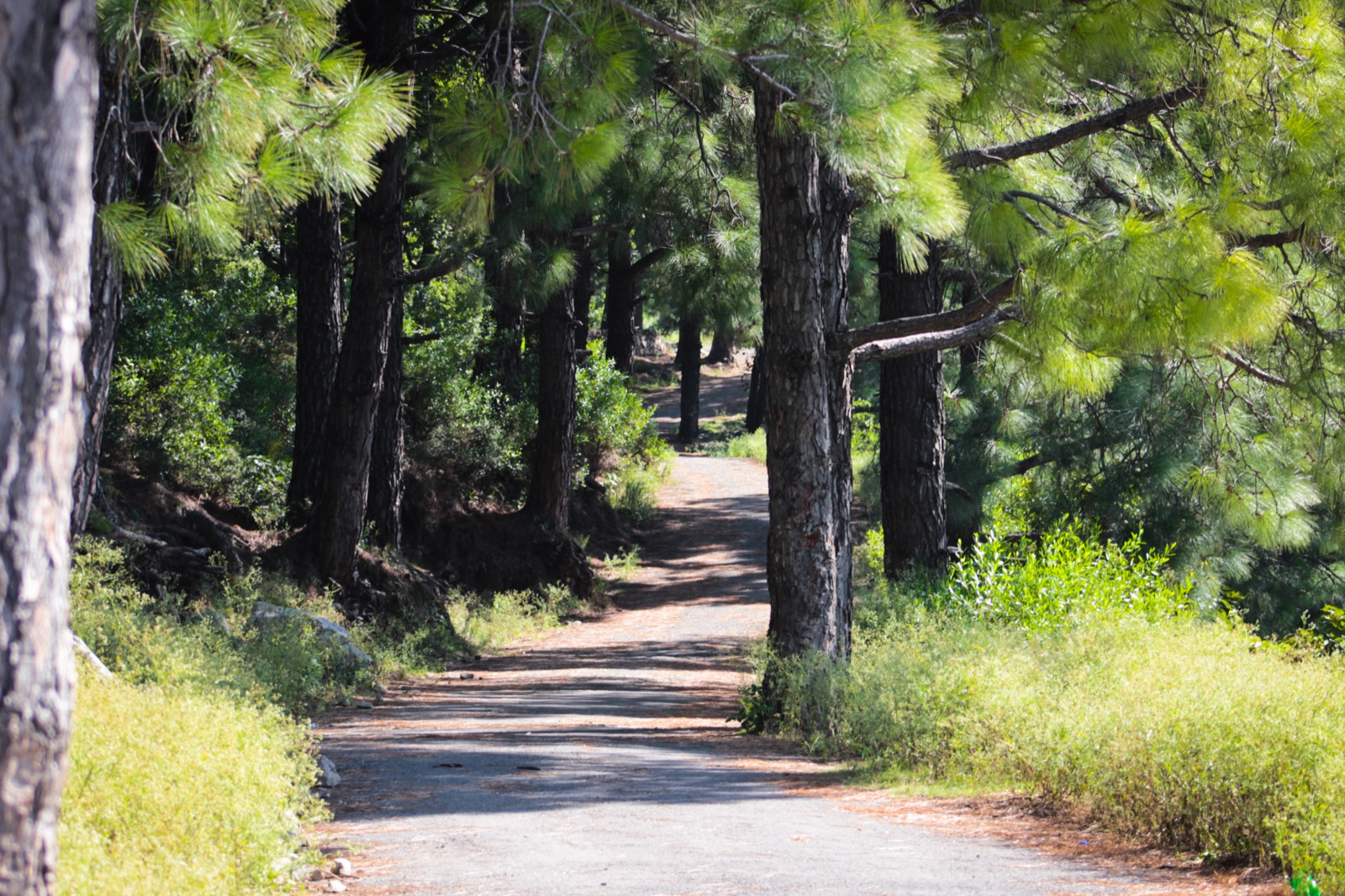 A trekking trail in the Margalla Hills