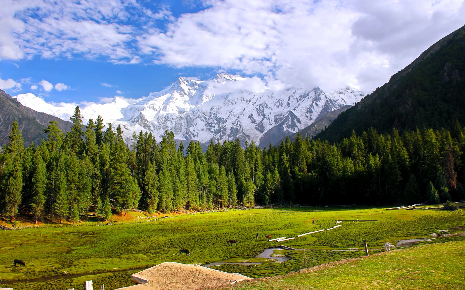 Fairy Meadows with Nanga Parbat behind