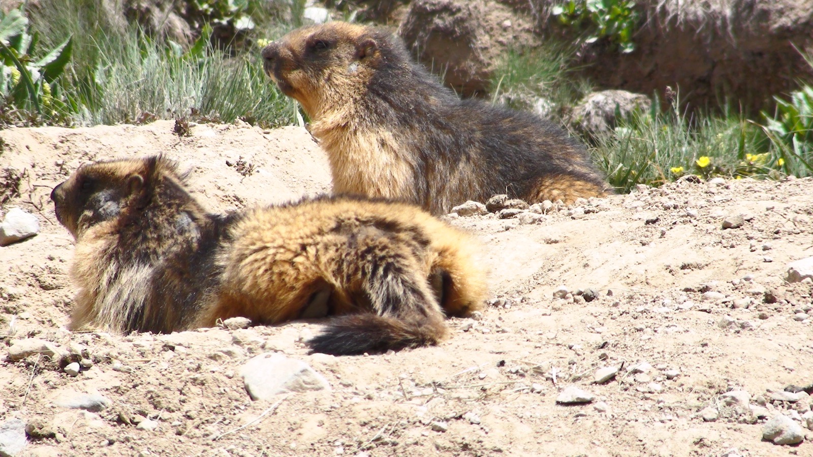 Himalayan marmot on the Deosai Plains