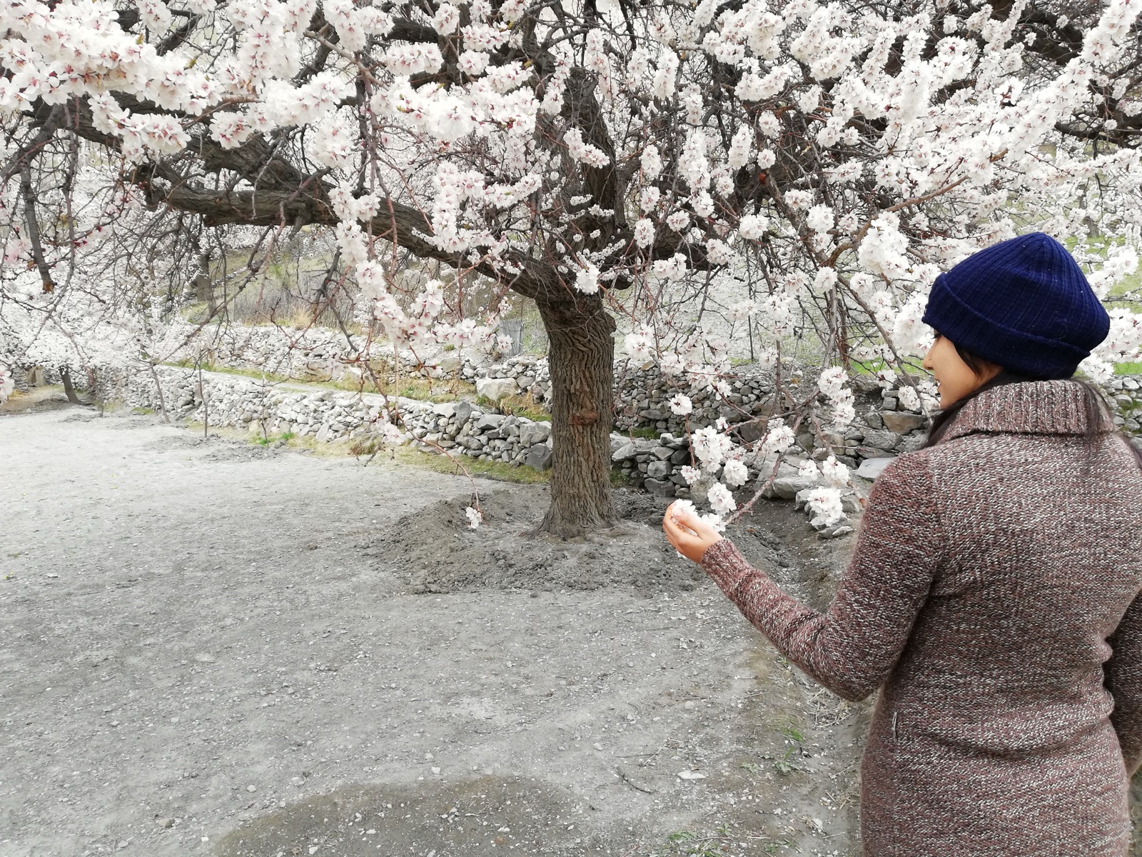 Apricot blossom in the Hunza Valley in spring