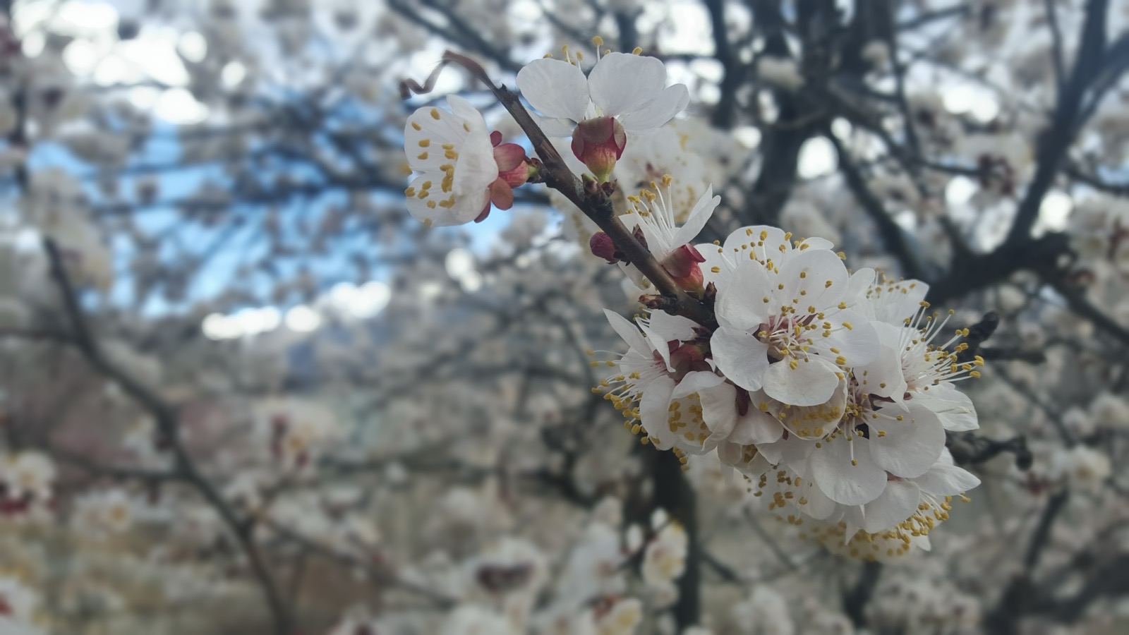 Spring blossom across the Hunza Valley