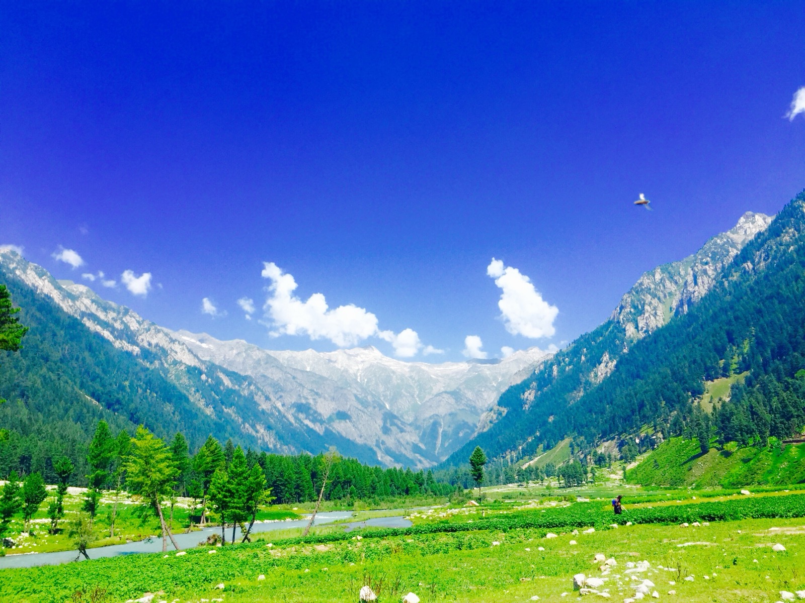 Meadows and pines in Kumrat Valley