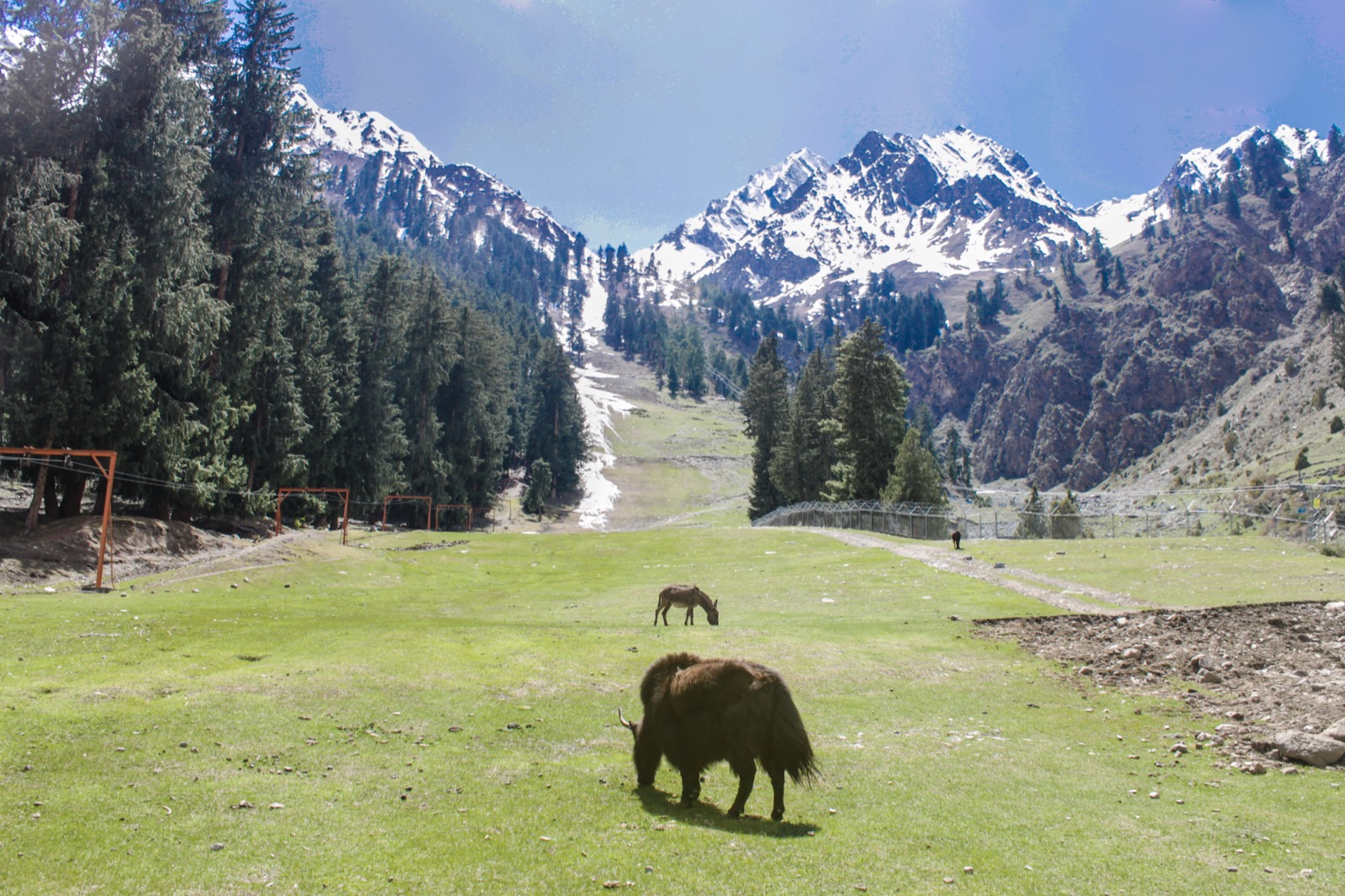 Yaks grazing in Naltar Valley